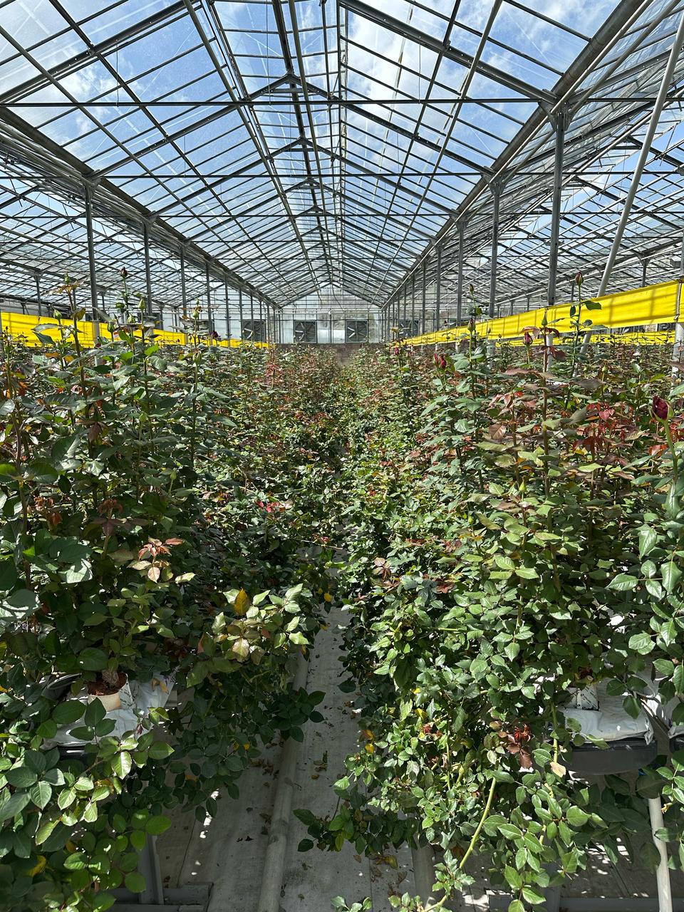 Growing Environment